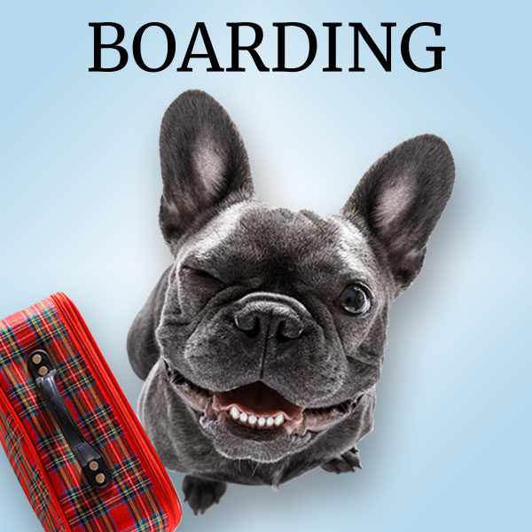 Conyers GA Kennel, Pet Boarding, Pet Grooming and Dog Training