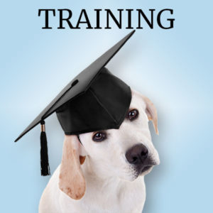 Link: A young Labrador Retriever proudly graduates from our Conyers obedience training school