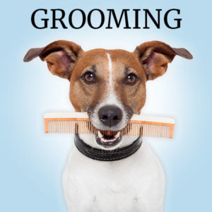 Link: A dog with a comb in her mouth loves our Conyers pet grooming services