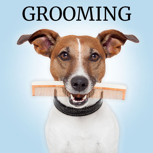 Conyers GA Kennel, Pet Boarding, Pet Grooming and Dog Training
