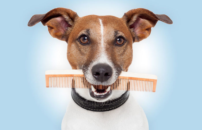 A dog with a comb in her mouth checks in to our Conyers, Georgia dog grooming facility