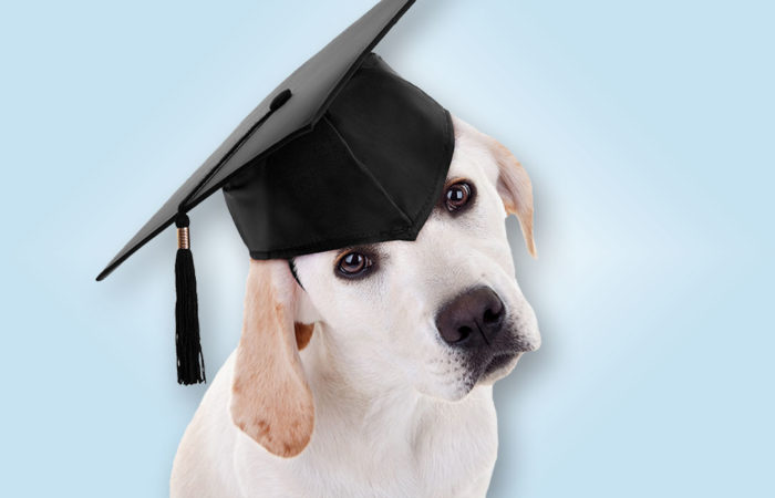 A young Labrador Retriever graduates from Conyers dog training center